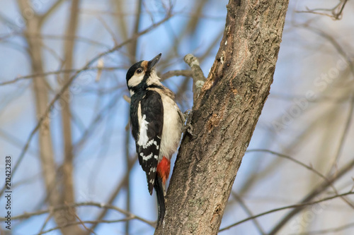 Great spotted woodpecker sitting on tree, spring © Opalev