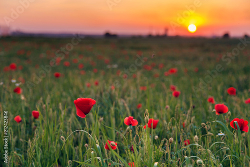 Beautiful field of red poppies in the sunset light