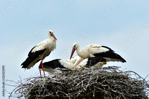 stork mutter feeding the little baby in the nest
