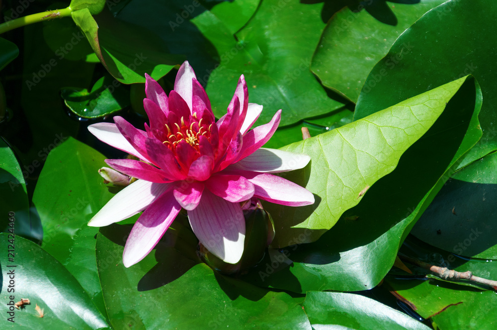 Lotus nut-bearing Lotus nut-bearing