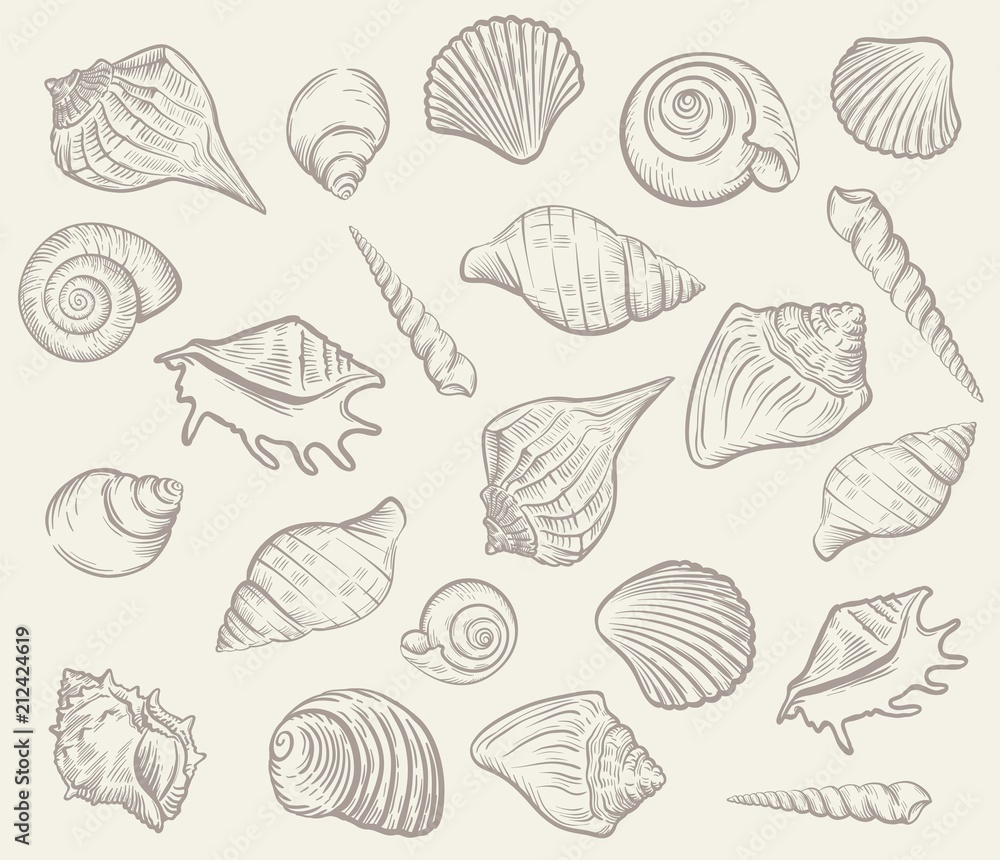 sea shellfish and seashells. vector illustration sea shellfish and seashells. vector illustration