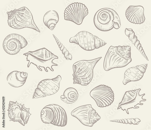 sea shellfish and seashells. vector illustration