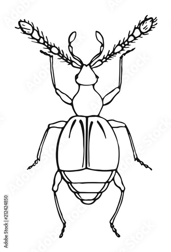 Beetle - Tychus niger #vector #isolated