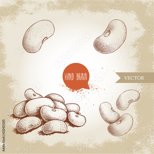 Hand drawn sketch style white beans set. Singles and group. Collection of vector illustration of healthy diet food isolated on old looking background. Raw food ingredient.