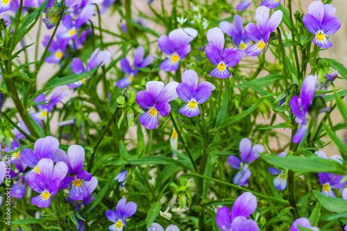 flowers of violets in the garden