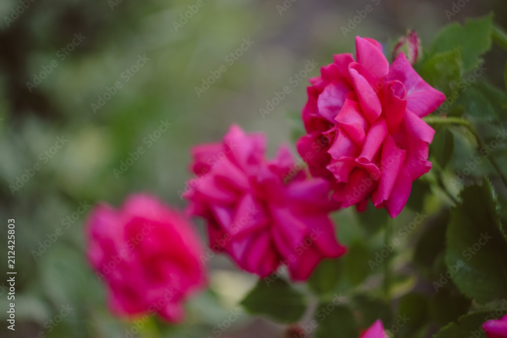 Pink garden roses on a bush , summer flower Pink garden roses on a bush , summer flower