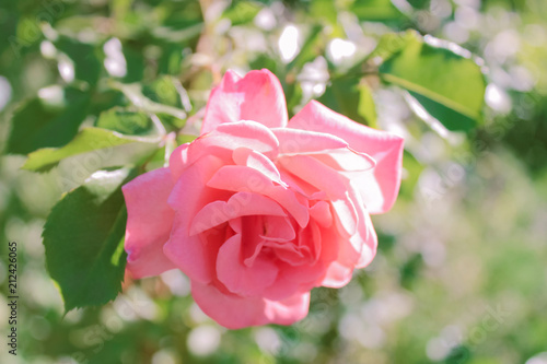 Pink rose on a green background, summer flower