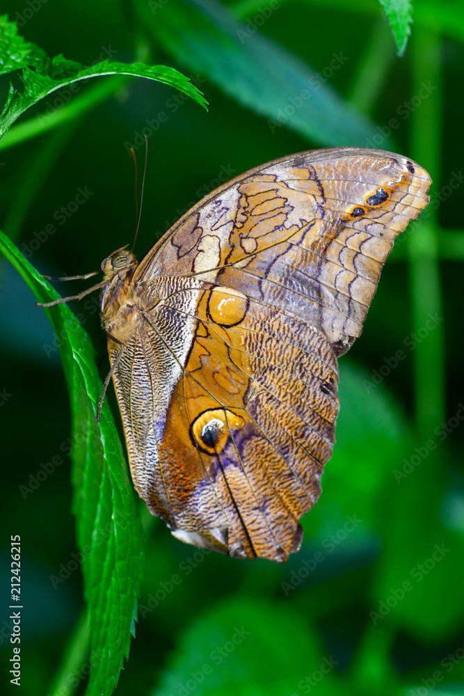Obraz premium Closeup beautiful butterfly & flower in the garden.
