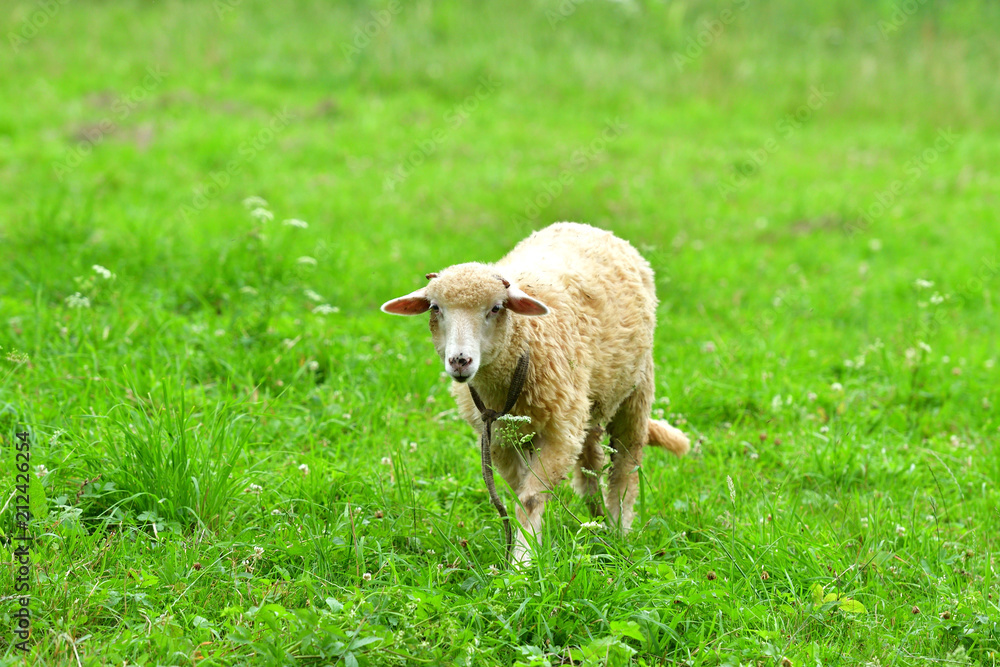baby sheep lamb grazing the grass and leafs baby sheep lamb grazing the grass and leafs