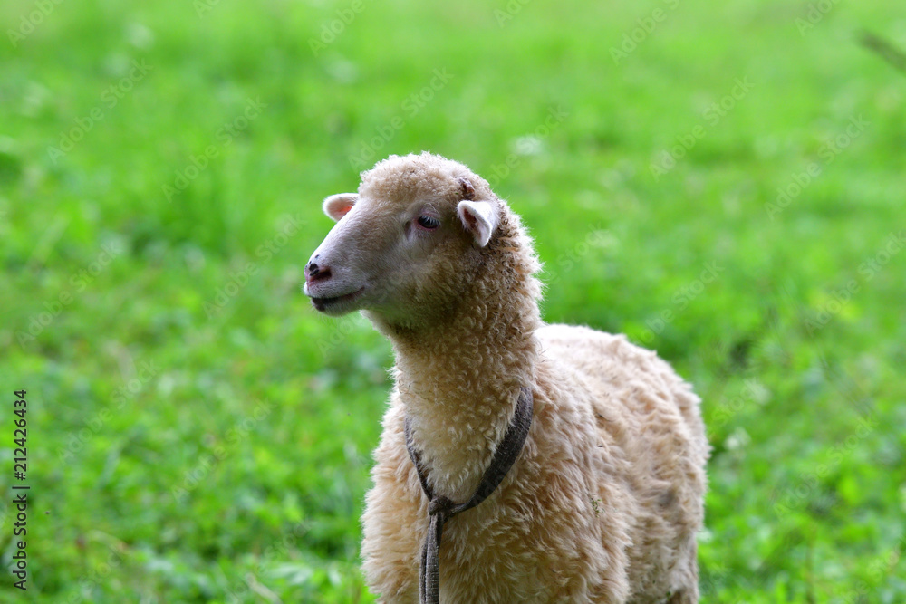 baby sheep lamb grazing the grass and leafs baby sheep lamb grazing the grass and leafs