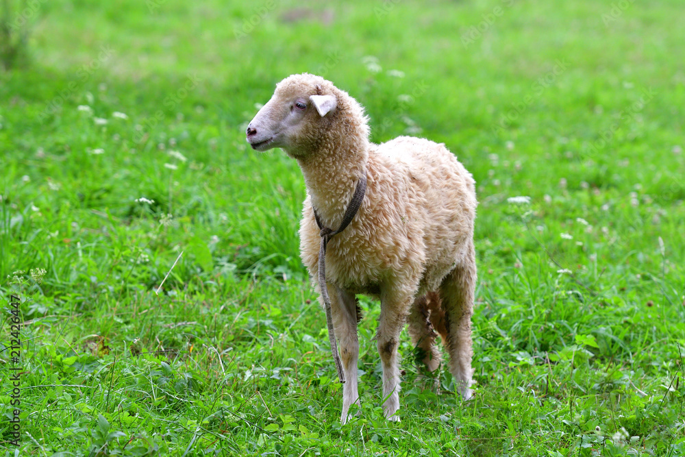 baby sheep lamb grazing the grass and leafs baby sheep lamb grazing the grass and leafs