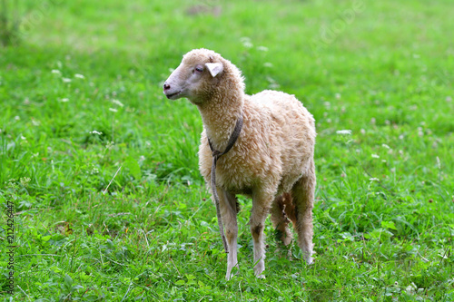 baby sheep lamb grazing the grass and leafs