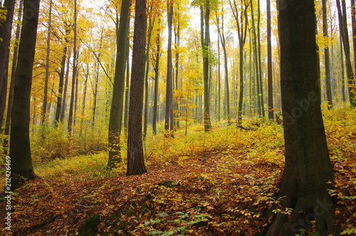 Autumn forest © Lenka Raková