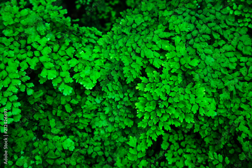 Natural green background of leaves. Natural green background of leaves.