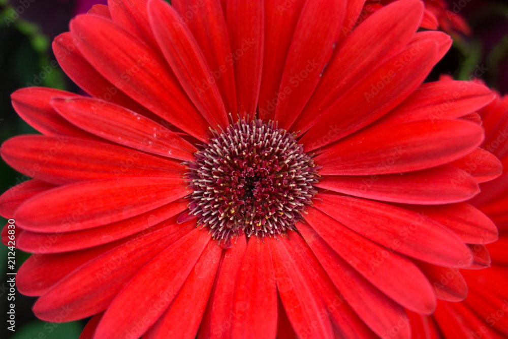 Bright Red Daisy Flower Bright Red Daisy Flower