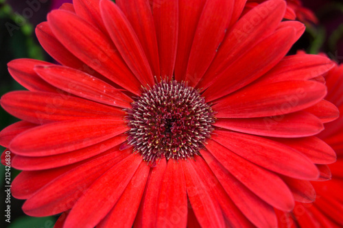 Bright Red Daisy Flower