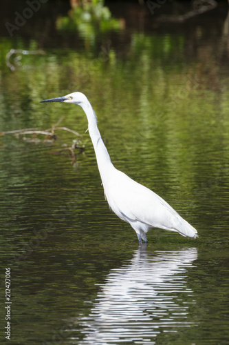 Aigrette garzette dans une mare