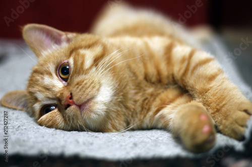 Fototapeta Naklejka Na Ścianę i Meble -  Red cat falls asleep