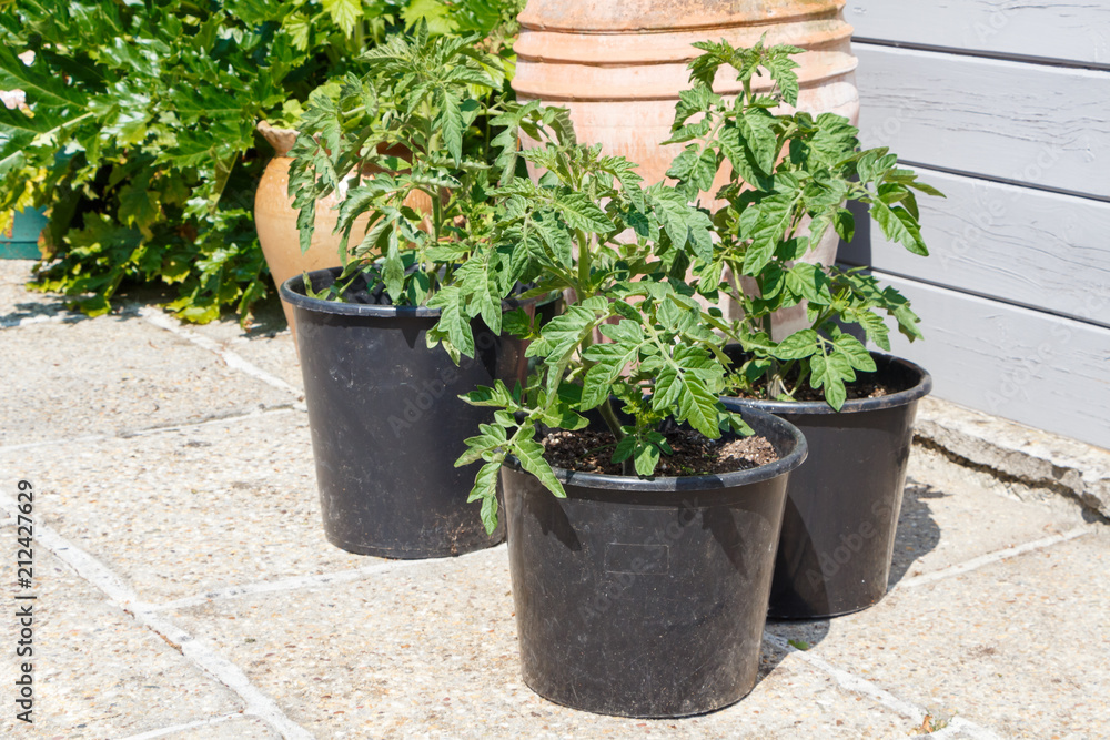 Plants de tomates en pots