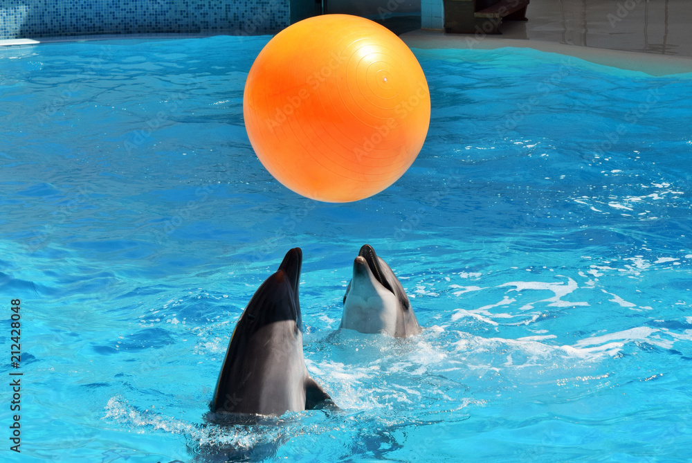 Obraz premium dwa delfiny bawią się dużą pomarańczową piłką