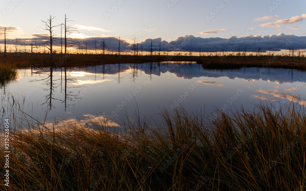 Landscape in the swamp. Sunset, lake, grass, dry trees
