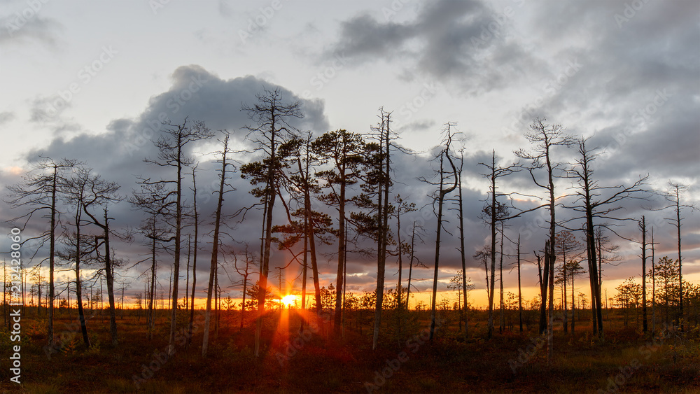 Sunset landscape in the swamp. Sunset, grass, dry trees