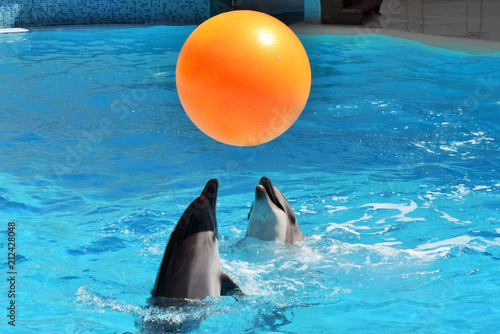 два дельфина весело играют с большим оранжевым мячом