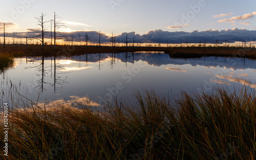 Landscape in the swamp. Sunset  lake  grass  dry trees