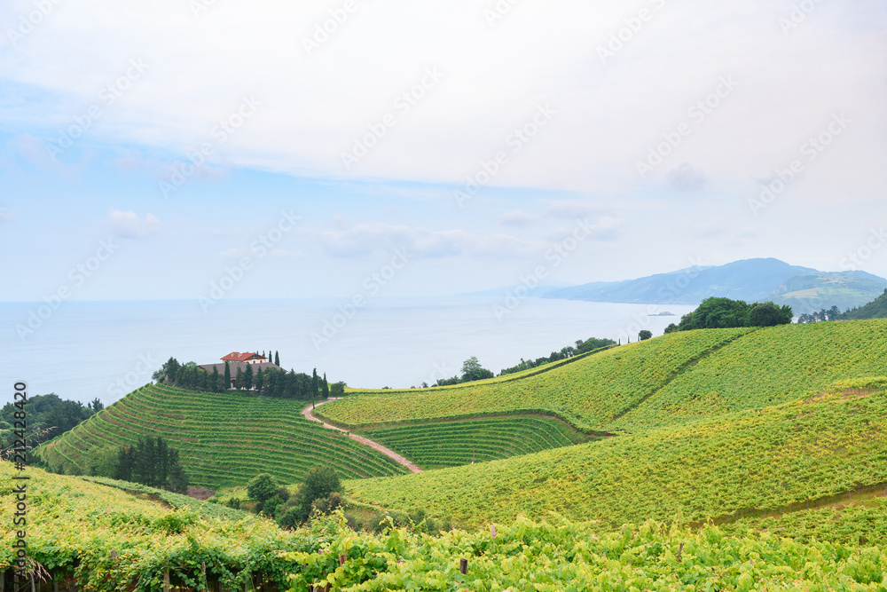 Obraz premium rolling vineyard landscape at getaria town, located at Basque Country, Spain