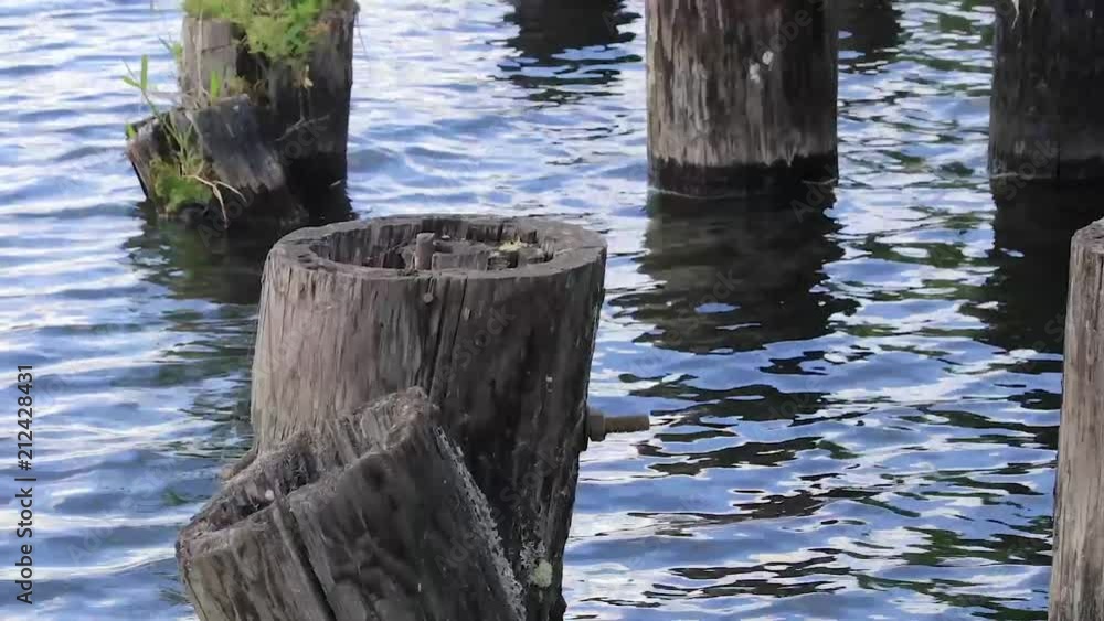 panning up mossy pilings in washington panning up mossy pilings in washington