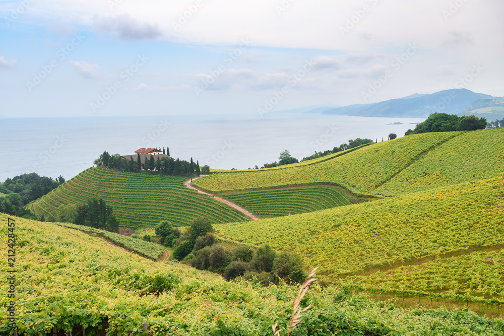 Fototapeta premium rolling vineyard landscape at getaria town, located at Basque Country, Spain