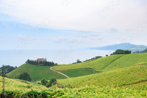rolling vineyard landscape at getaria town, located at Basque Country, Spain