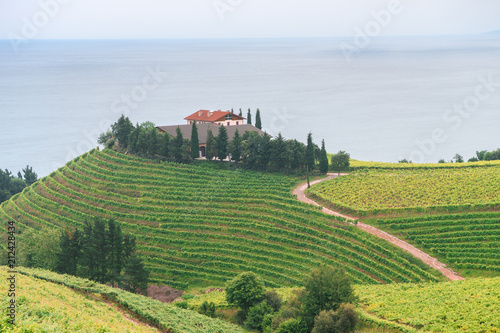 rolling vineyard landscape at getaria town, located at Basque Country, Spain photo