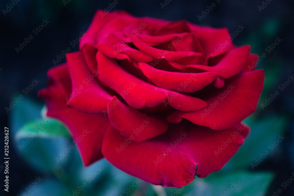 Close-up head of red rose in the garden Close-up head of red rose in the garden