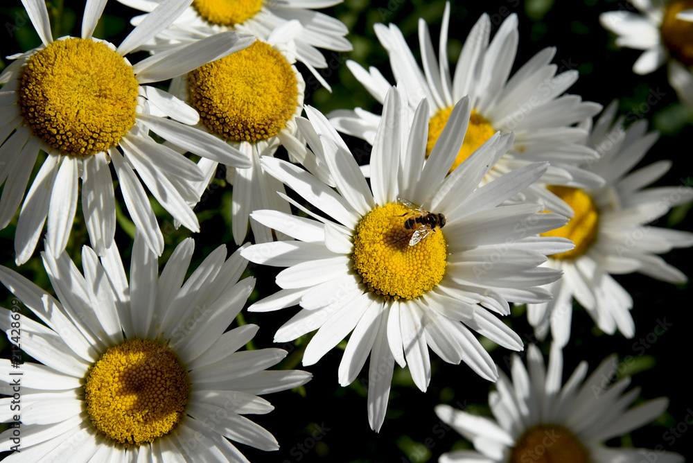Obraz premium daisies with insect close up