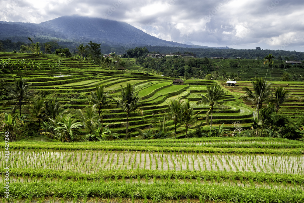 Visit a UNESCO Jatiluwih Rice Field in terraces, Bali, Indonesia