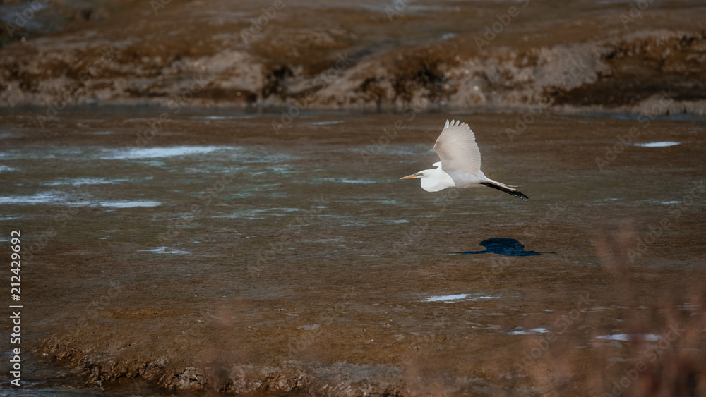 Fototapeta premium California Great egret