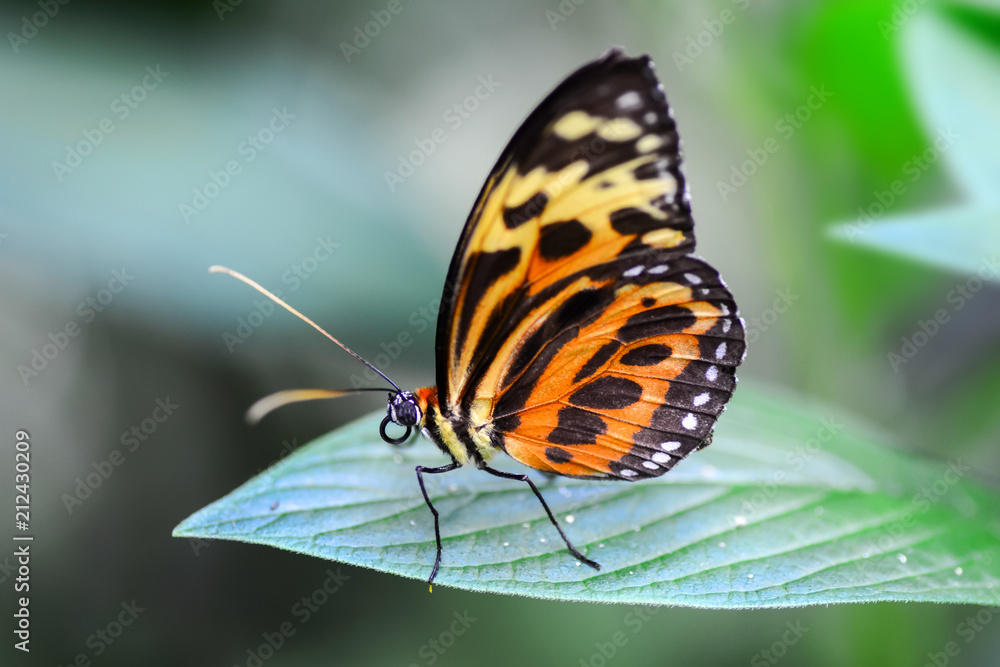 Closeup beautiful butterfly & flower in the garden. Closeup beautiful butterfly & flower in the garden.
