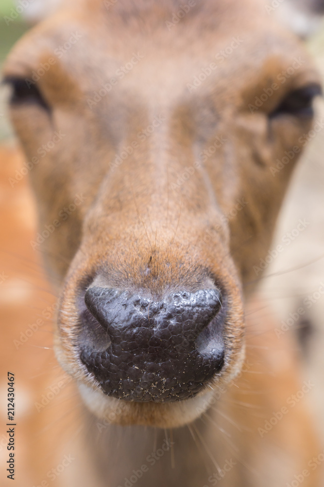 A closeup portrait of a cute wild sika deer laying on the ground on a hot summer day in Nara Public Park, Nara, Japan