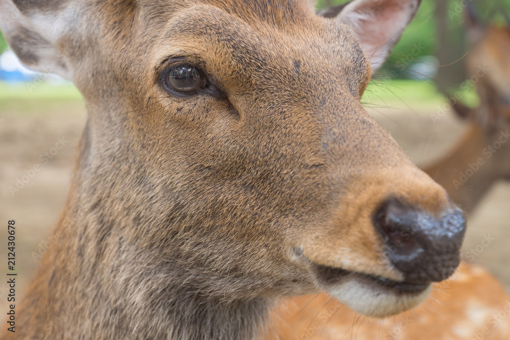 A closeup portrait of a cute wild sika deer laying on the ground on a hot summer day in Nara Public Park, Nara, Japan