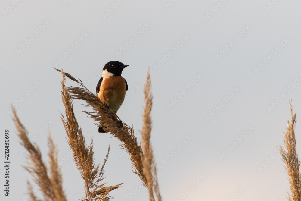 Stonechat bird sitting on the dry grass Stonechat bird sitting on the dry grass