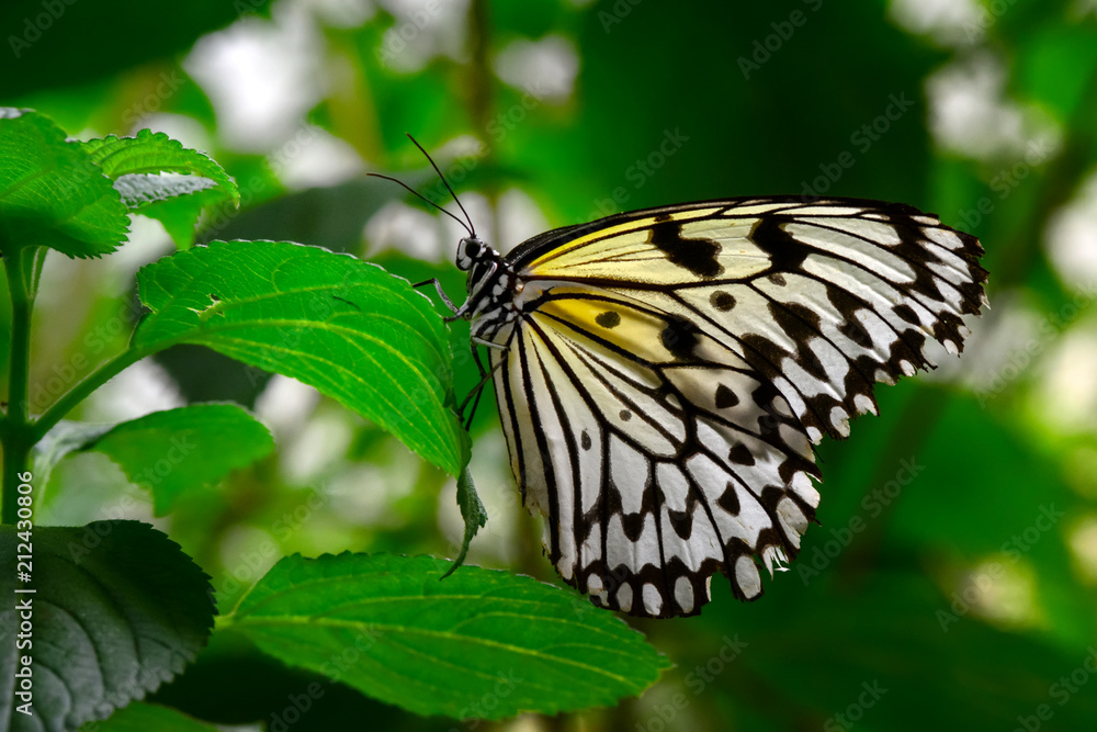 Closeup beautiful butterfly & flower in the garden. Closeup beautiful butterfly & flower in the garden.