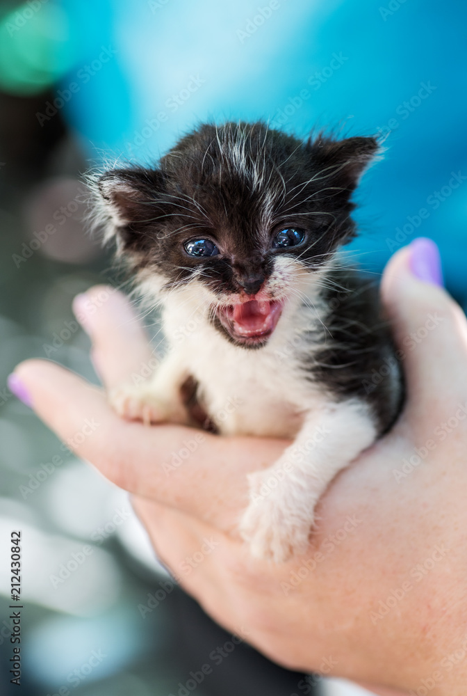 newborn sweet kitten newborn sweet kitten