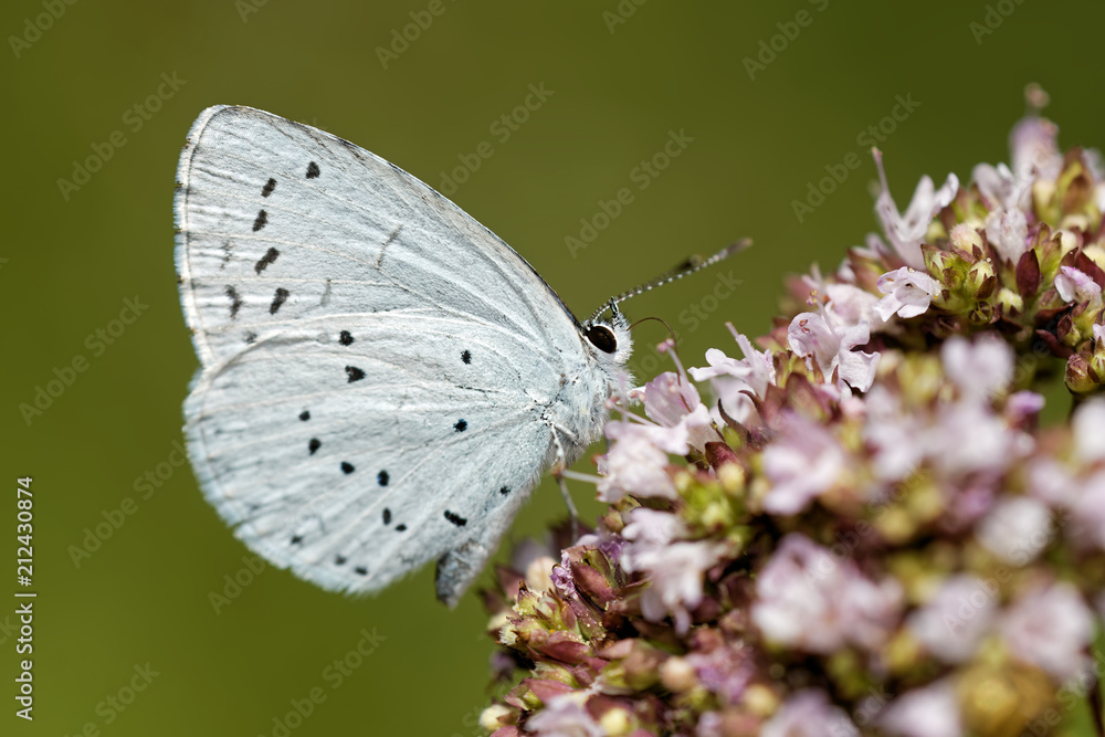 Obraz premium Faulbaum-Bläuling
