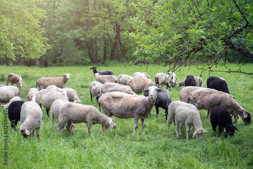 Obraz premium Sheep on a meadow