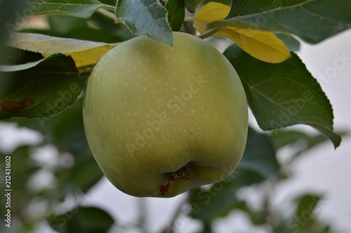 Manzana verde 4