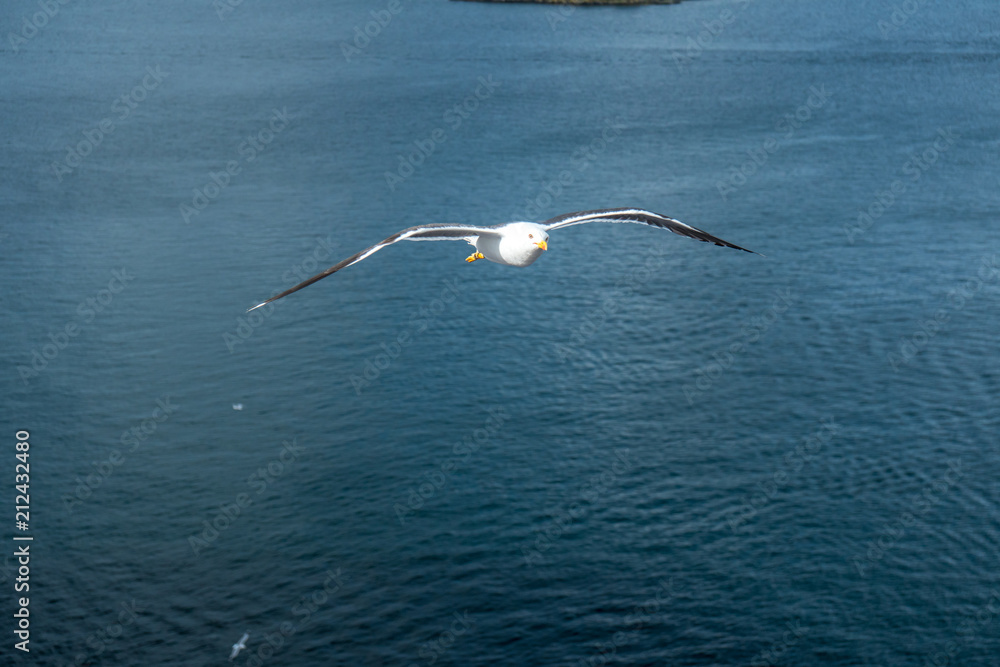 close up of seagull over the ocean beautiful light close up of seagull over the ocean beautiful light