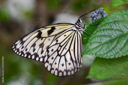  Closeup beautiful butterfly & flower in the garden.