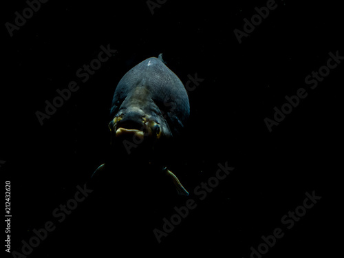 Canvas Print deep sea fish close up dramatic in amsterdam zoo