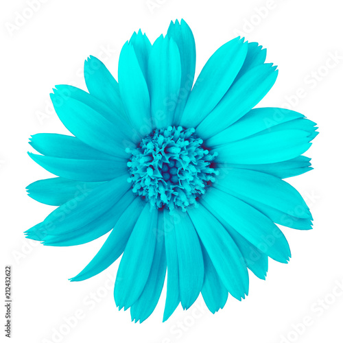flower cyan calendula, isolated on a white background. Close-up. Element of design.